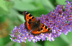 Aglais Urticae and the Buddleia    